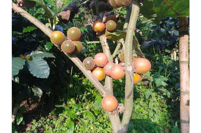 Fincas y Casas Campestres, Venta, Ginebra - $350.000.000