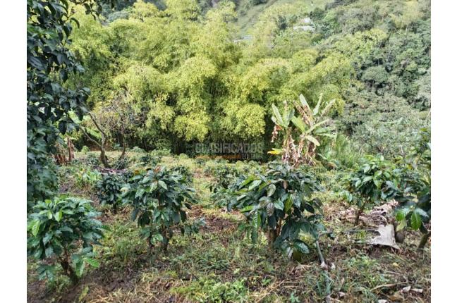 Fincas y Casas Campestres, Venta, Ginebra - $350.000.000