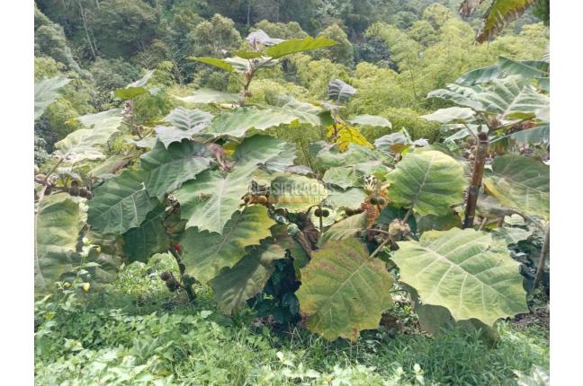 Fincas y Casas Campestres, Venta, Ginebra - $350.000.000