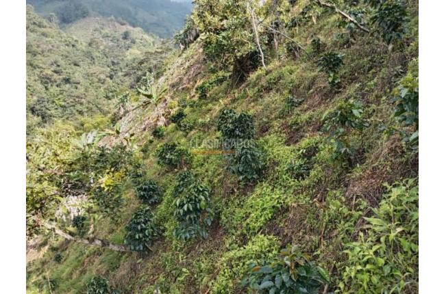 Fincas y Casas Campestres, Venta, Ginebra - $350.000.000