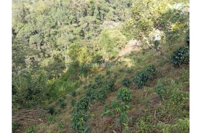 Fincas y Casas Campestres, Venta, Ginebra - $350.000.000