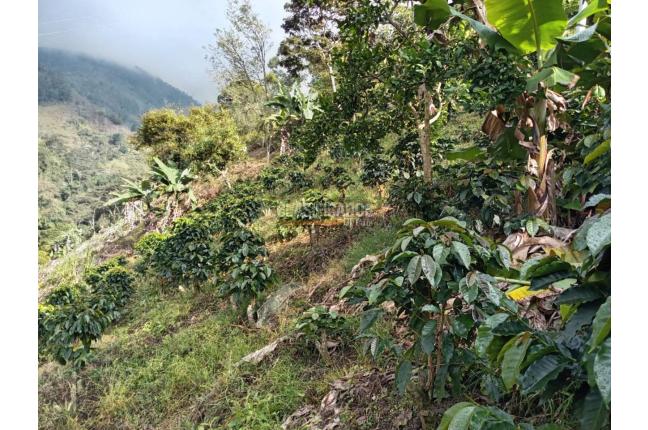 Fincas y Casas Campestres, Venta, Ginebra - $350.000.000