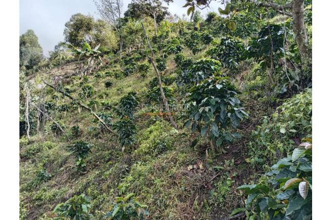 Fincas y Casas Campestres, Venta, Ginebra - $350.000.000