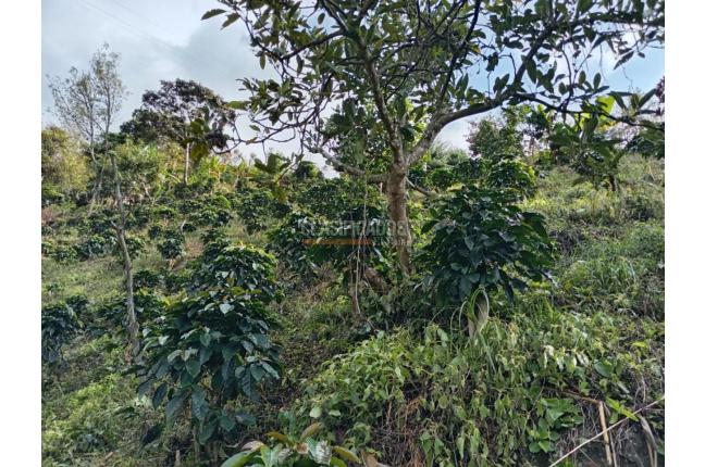 Fincas y Casas Campestres, Venta, Ginebra - $350.000.000