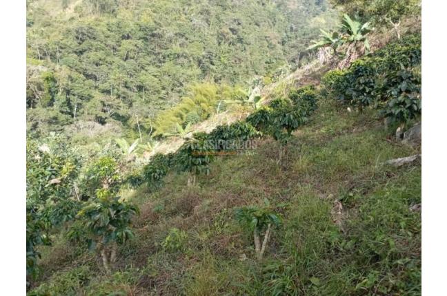 Fincas y Casas Campestres, Venta, Ginebra - $350.000.000