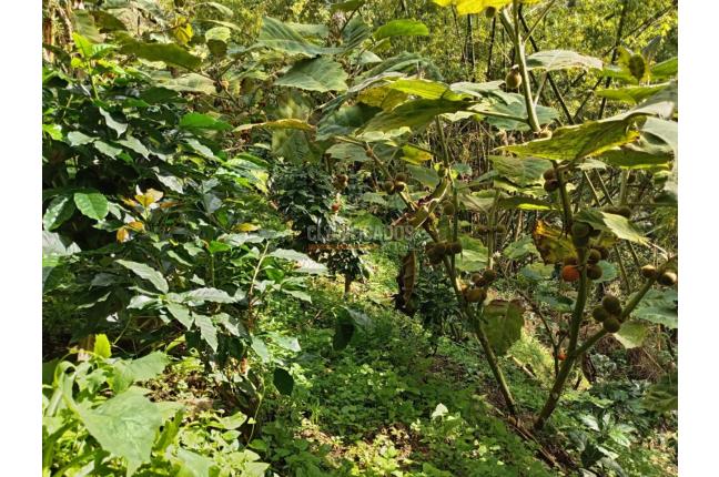 Fincas y Casas Campestres, Venta, Ginebra - $350.000.000