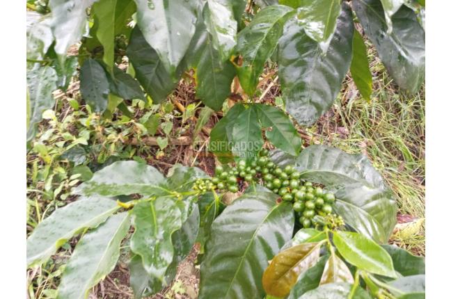 Fincas y Casas Campestres, Venta, Ginebra - $350.000.000