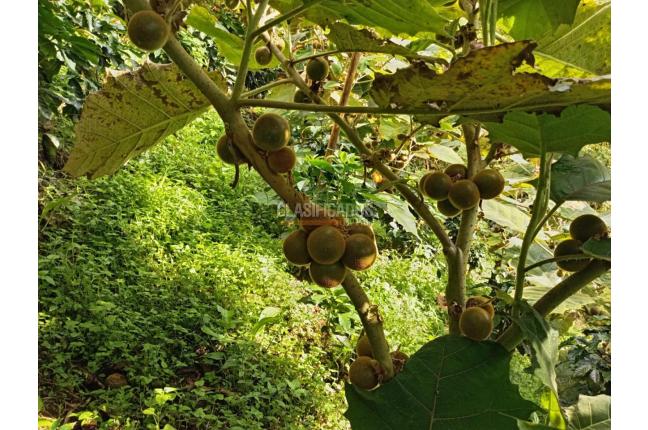 Fincas y Casas Campestres, Venta, Ginebra - $350.000.000