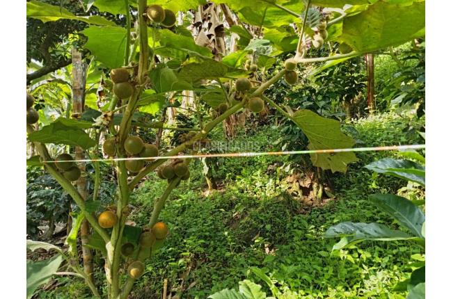 Fincas y Casas Campestres, Venta, Ginebra - $350.000.000