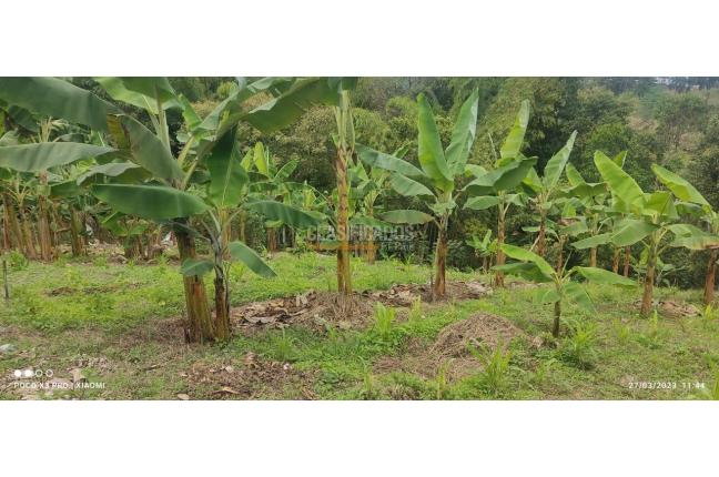 Fincas y Casas Campestres, Venta en Guacarí