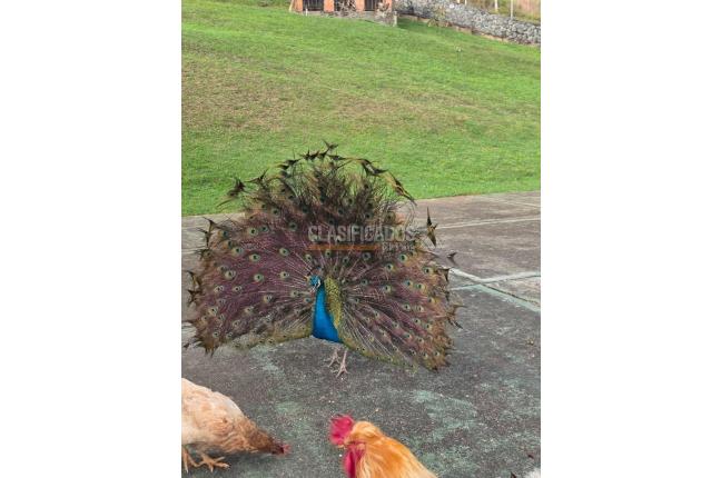 Fincas y Casas Campestres, Venta, Dagua - $1.350.000.000