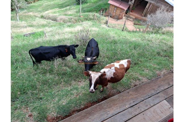 Fincas y Casas Campestres, Venta, La Elvira - $550.000.000