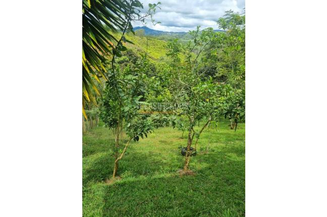 Fincas y Casas Campestres, Venta, Dagua - $420.000.000