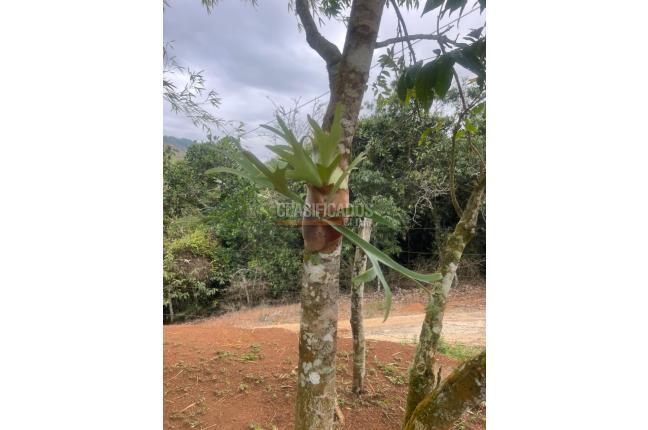 Fincas y Casas Campestres, Venta, La Cumbre - $320.000.000