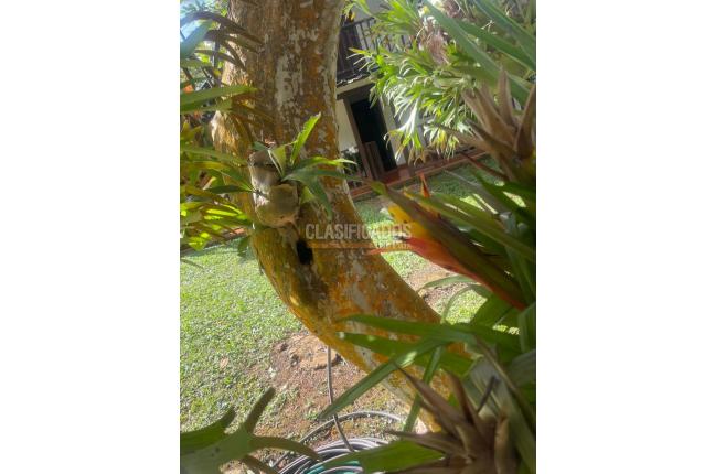 Fincas y Casas Campestres, Venta, La Cumbre - $320.000.000