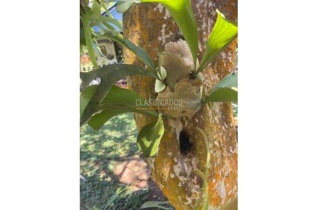 Fincas y Casas Campestres, Venta, La Cumbre - $320.000.000