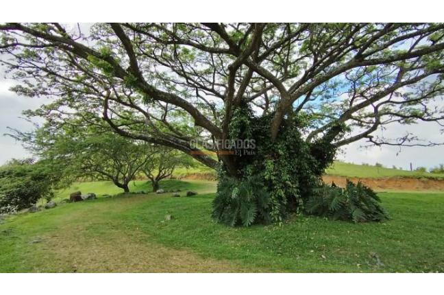 Lotes, Venta, Palmira - $450.000.000