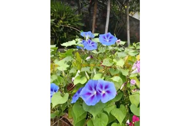 Fincas y Casas Campestres, Venta, Palmira - $600.000.000