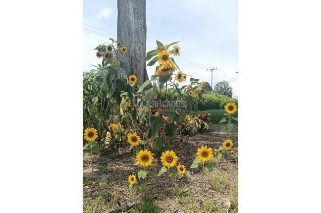 Lotes, Venta en Palmira