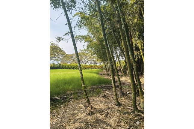 Lotes, Venta en Palmira