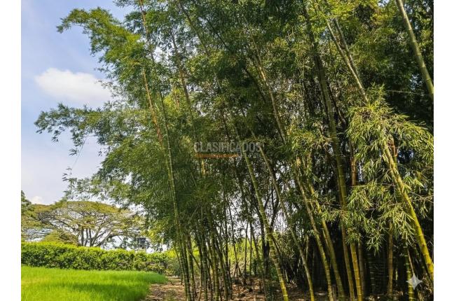 Lotes, Venta en Palmira