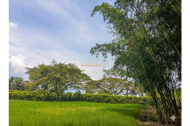 Lotes, Venta, Palmira - $521.000.000