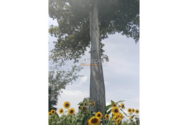 Lotes, Venta, Palmira - $521.000.000