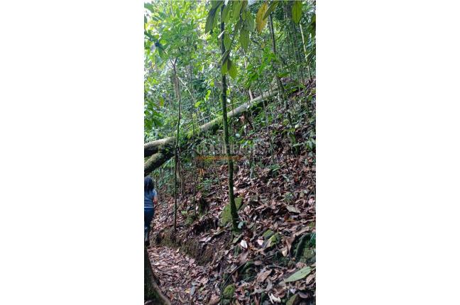 Lotes, Venta, Pance - $2.300.000.000