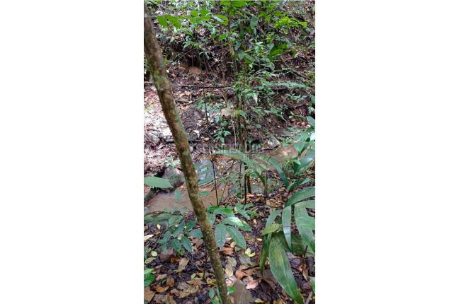 Lotes, Venta, Pance - $2.300.000.000