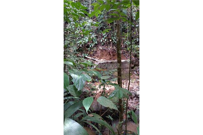 Lotes, Venta, Pance - $2.300.000.000