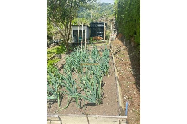 Fincas y Casas Campestres, Venta, Calima (Darién) - $1.270.000.000