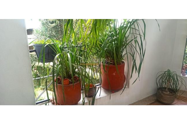 Apartamentos, Alquiler, El Peñón - $5.200.000