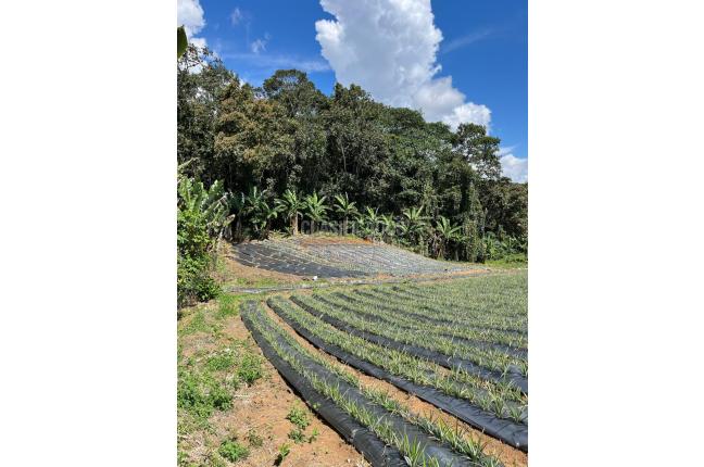 Fincas y Casas Campestres, Venta, Restrepo - $450.000.000