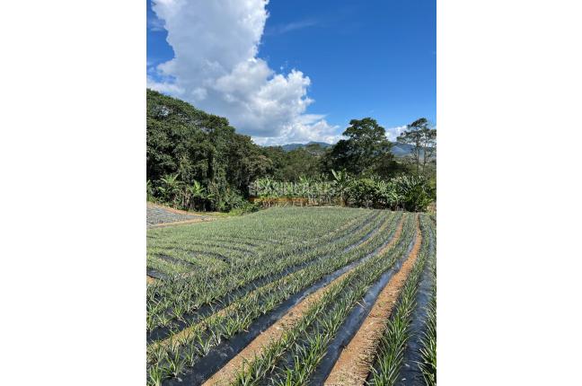 Fincas y Casas Campestres, Venta, Restrepo - $450.000.000