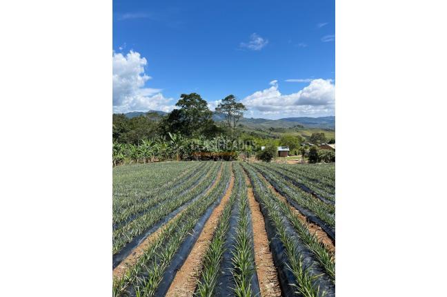 Fincas y Casas Campestres, Venta, Restrepo - $450.000.000