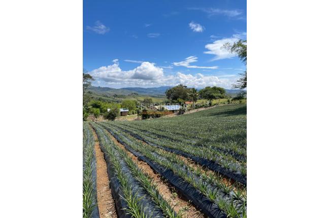 Fincas y Casas Campestres, Venta, Restrepo - $450.000.000