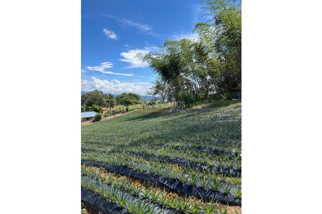 Fincas y Casas Campestres, Venta, Restrepo - $450.000.000