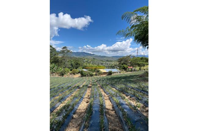 Fincas y Casas Campestres, Venta, Restrepo - $450.000.000