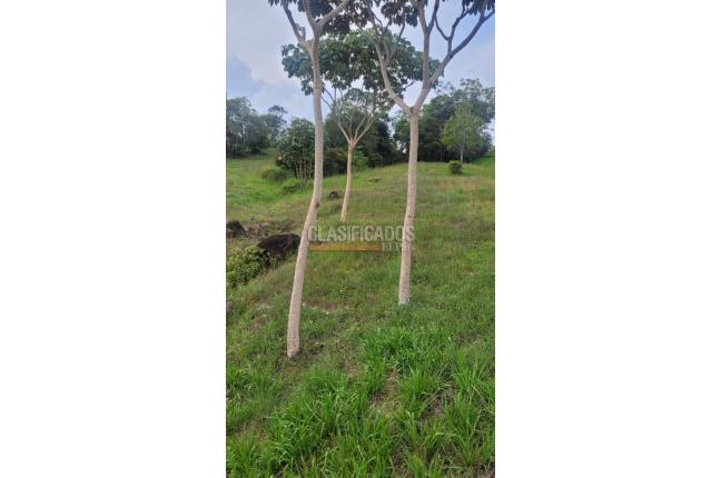 Lotes, Venta, Pance - $1.200.000.000