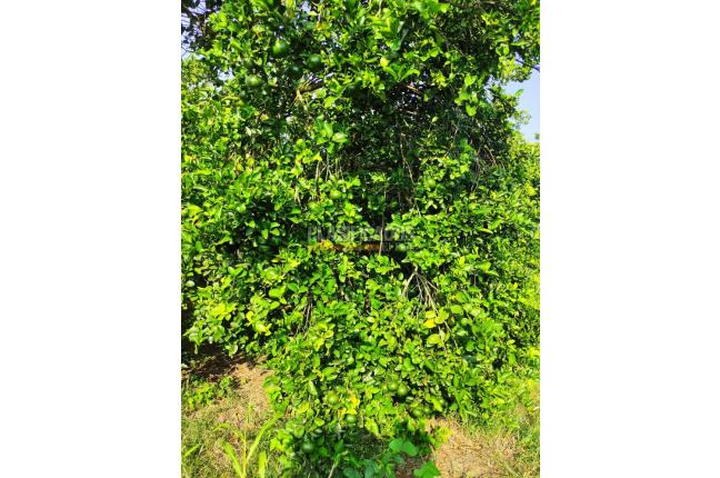 Lotes, Venta, Candelaria - $980.000.000