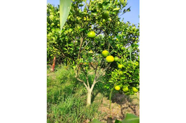 Lotes, Venta, Candelaria - $980.000.000