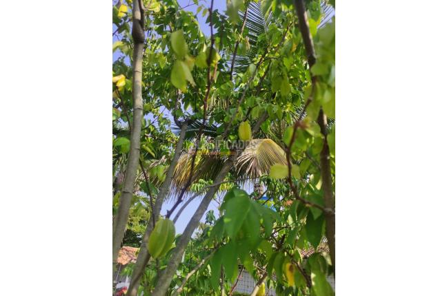 Lotes, Venta, Candelaria - $980.000.000