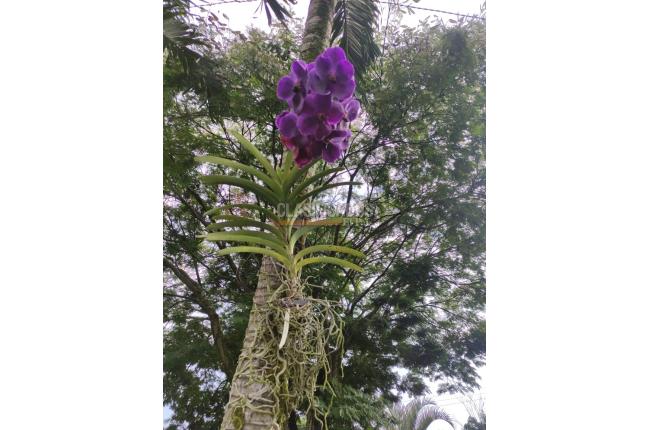 Lotes, Venta, Candelaria - $980.000.000