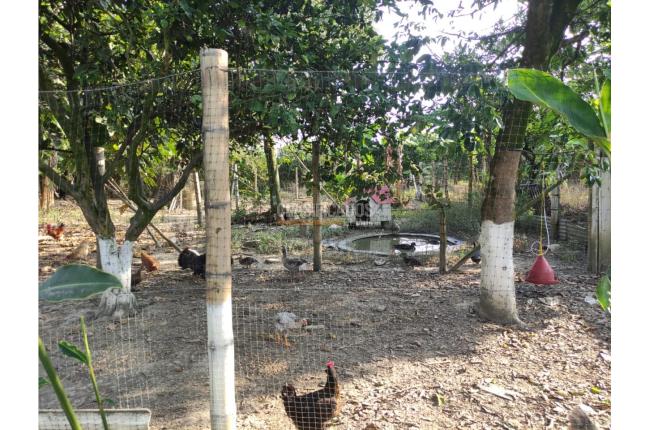 Lotes, Venta, Candelaria - $980.000.000