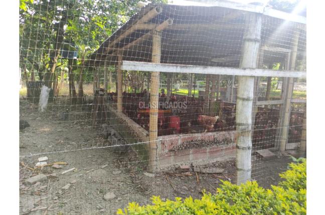 Lotes, Venta, Candelaria - $980.000.000