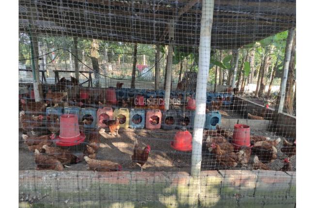 Lotes, Venta, Candelaria - $980.000.000