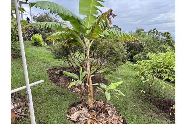 Casas, Venta, Jamundí - $1.850.000.000