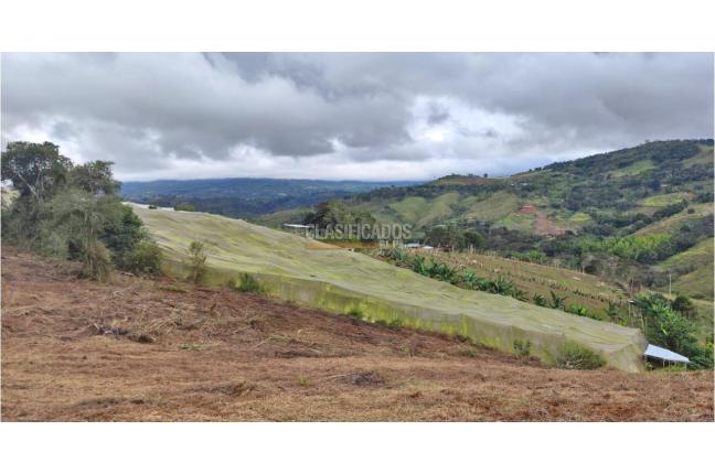 Lotes, Venta, Calima (Darién) - $530.000.000