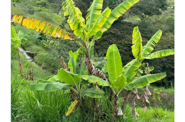 Lotes, Venta, Dagua - $155.000.000