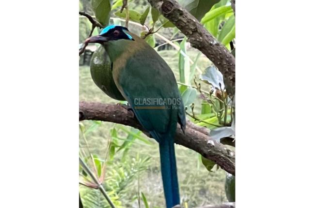 Fincas y Casas Campestres, Venta, Dagua - $480.000.000